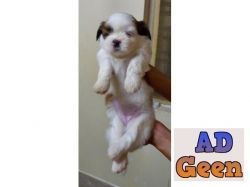 used Female Shih Tzu puppy for sale for sale 